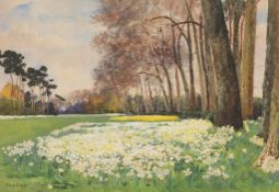 Mima Nixon (1861-1939) - Daffodils on Wimbledon Common Watercolour and bodycolour, over graphite