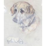 Marjorie Cox (1915-2003)  Portrait of a Labrador  Pastel and chalk  Signed lower right and dated