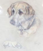 Marjorie Cox (1915-2003)  Portrait of a Labrador  Pastel and chalk  Signed lower right and dated