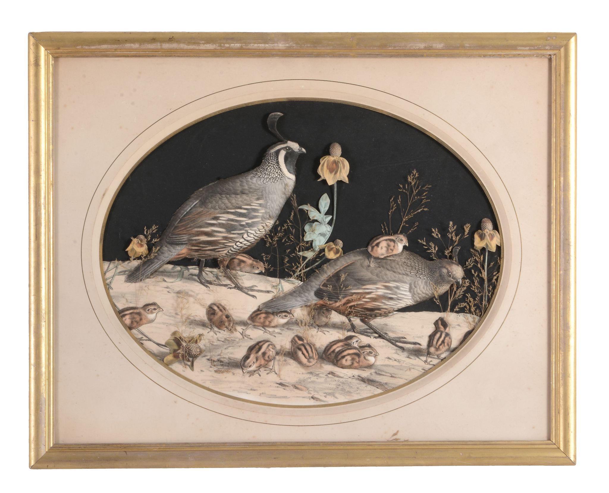 A French framed and glazed hand-coloured lithograph Colins De La Californie  A French framed and