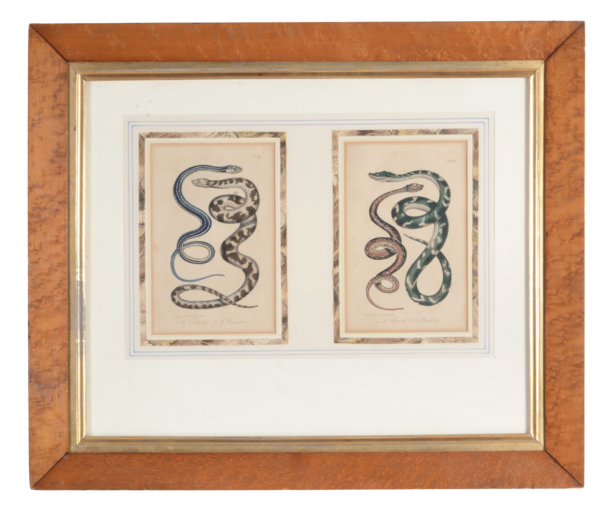 Thomas Lejeune (fl.1828-1836) - A group of four plates of snakes Lithographs, with hand colouring - Image 4 of 4