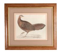 Benjamin Waterhouse Hawkins (1807-1894) - Argus Pheasant Hen Lithograph, with hand colouring, on