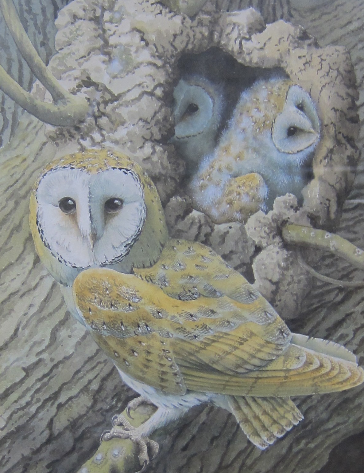 John Tennent (b.1926) A barn owl and young Watercolour Signed lower left 41.5cm x 30.5cm Provenance: