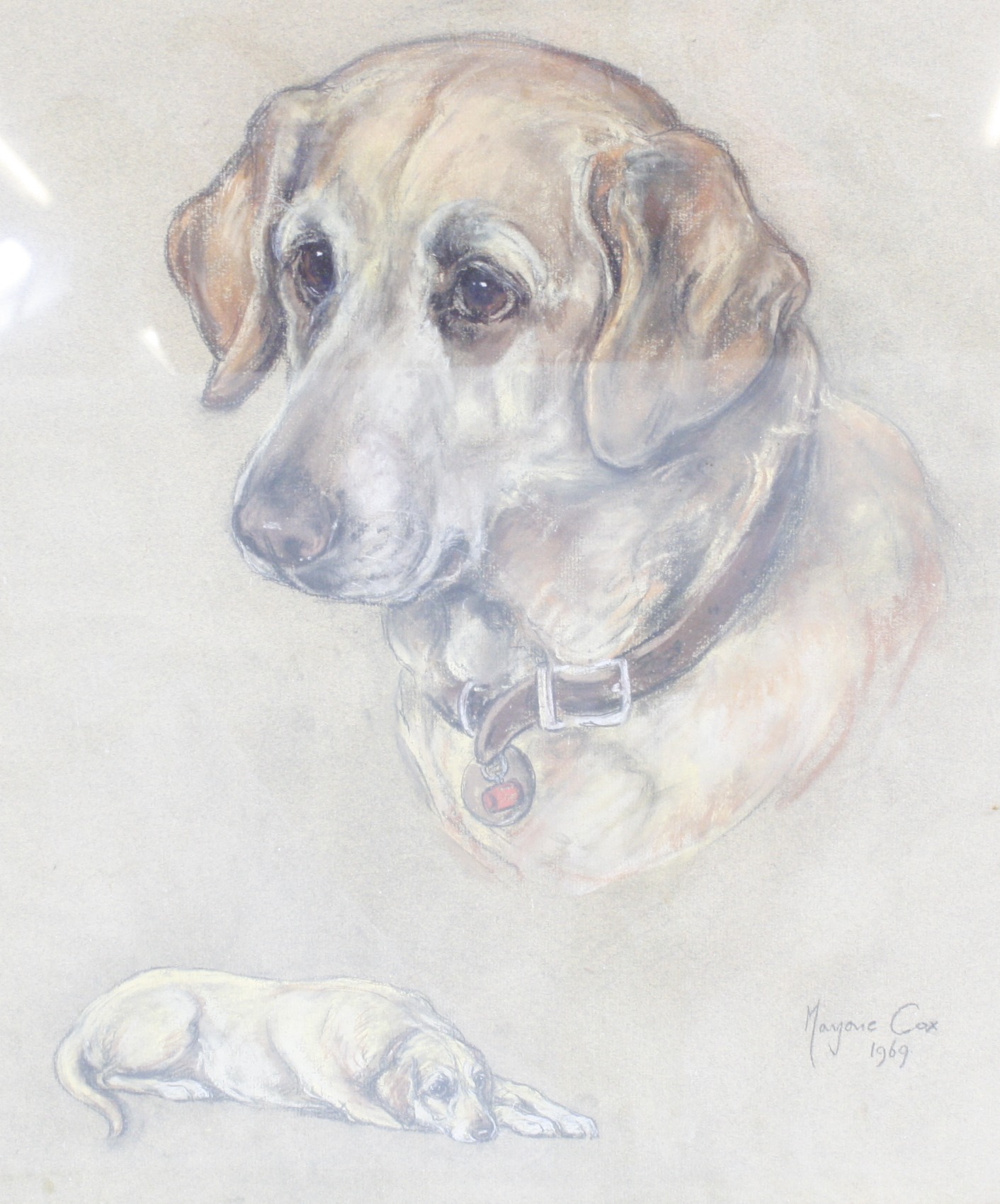 Marjorie Cox (1915-2003) Portrait of a Labrador Pastel and chalk Signed lower right and dated 1969