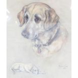 Marjorie Cox (1915-2003) Portrait of a Labrador Pastel and chalk Signed lower right and dated 1969