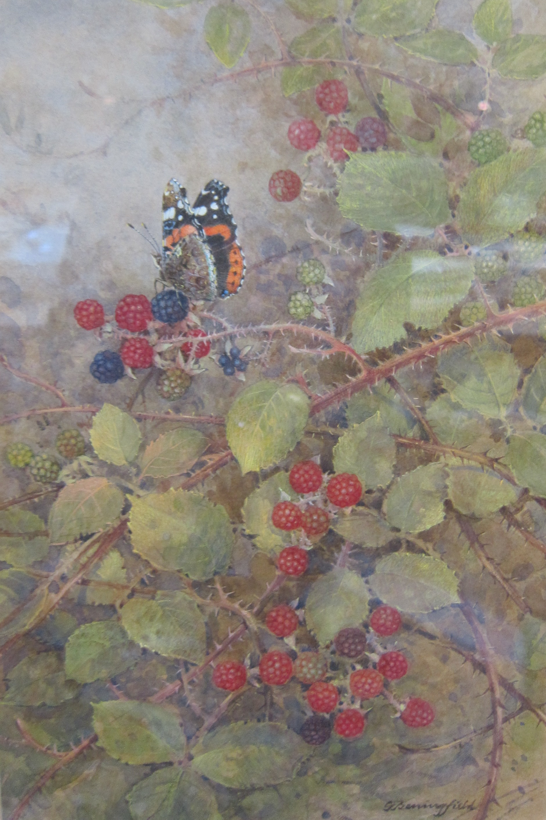 G...Benningfield Red admiral on blackberries Watercolour Signed lower right 28cm x 18cm