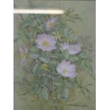 Gordon Beningfield (1936-1998) Rugosa rose Watercolour Signed lower right 20.5cm x 15cm
