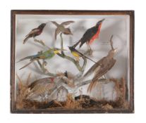 A group of preserved and mounted birds, including a Rainbow bee-eater and a...  A group of preserved