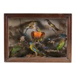 A group of preserved and mounted birds, including a Rainbow Lorikeet and a...  A group of
