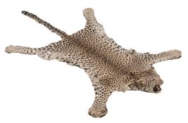 A full leopard skin, Panthera pardus , mounted on black felt, 195cm long  A full leopard skin,