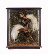 A pair of preserved and mounted Greater Bird of Paradise birds  A pair of preserved and  mounted