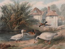 Thomas Varty (publisher) 'Scenes of domestic and wild animals: the goose and ducks' no.22 27.5cm x