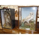 A Taxidermy owl in rectangular glazed case, another taxidermy owl, and two modern owl models -4
