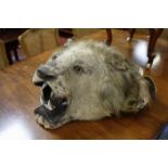 [Taxidermy] - A Lion's Head, 19th century, with glass eyes and composite open mouth