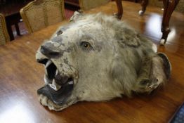 [Taxidermy] - A Lion's Head, 19th century, with glass eyes and composite open mouth
