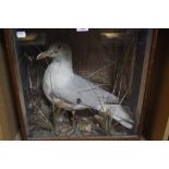 A taxidermy Seagull in glazed case, 49cm x 47cm