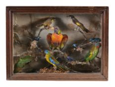 A group of preserved and mounted birds, including a Rainbow Lorikeet and a...  A group of