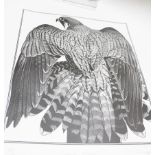Colin See-Paynton (20th Century) 'Peregrine Mantle' Wood cut Signed in pencil no 35/100 Unframed