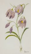 Mary Fedden (1915-2012) - Fritilaries Watercolour on paper Signed and dated "06" lower right 22.5
