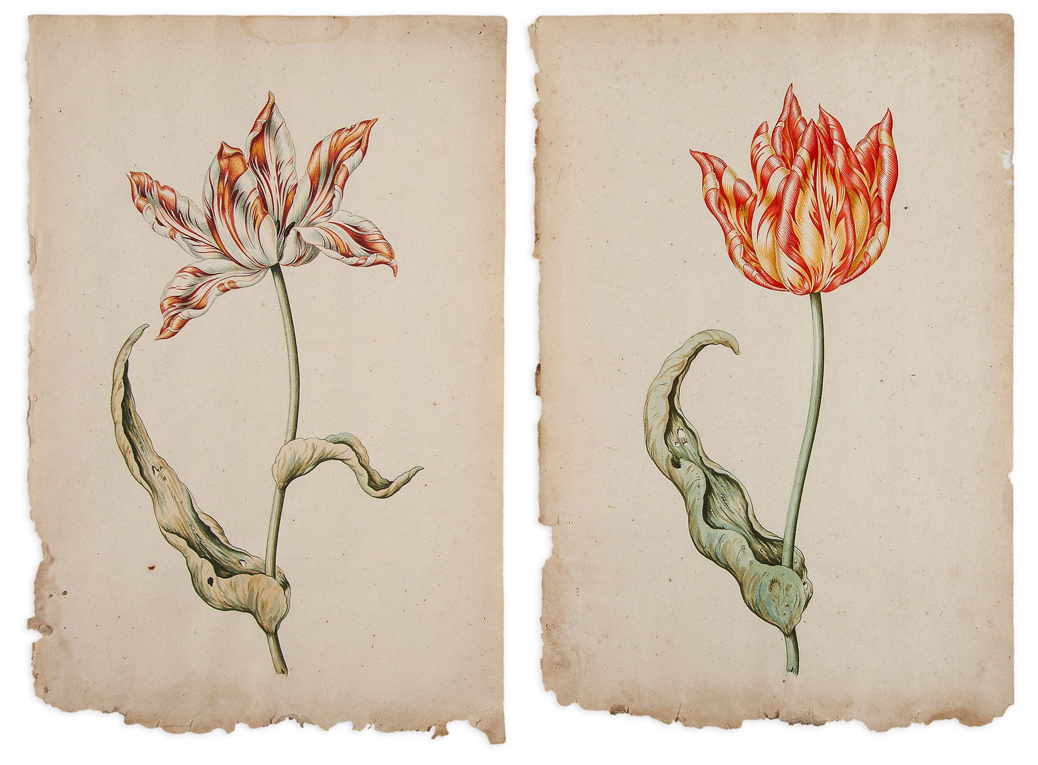 Dutch School (18th century) - White, red and yellow tulip; Red and yellow tulip A pair, - Image 2 of 2