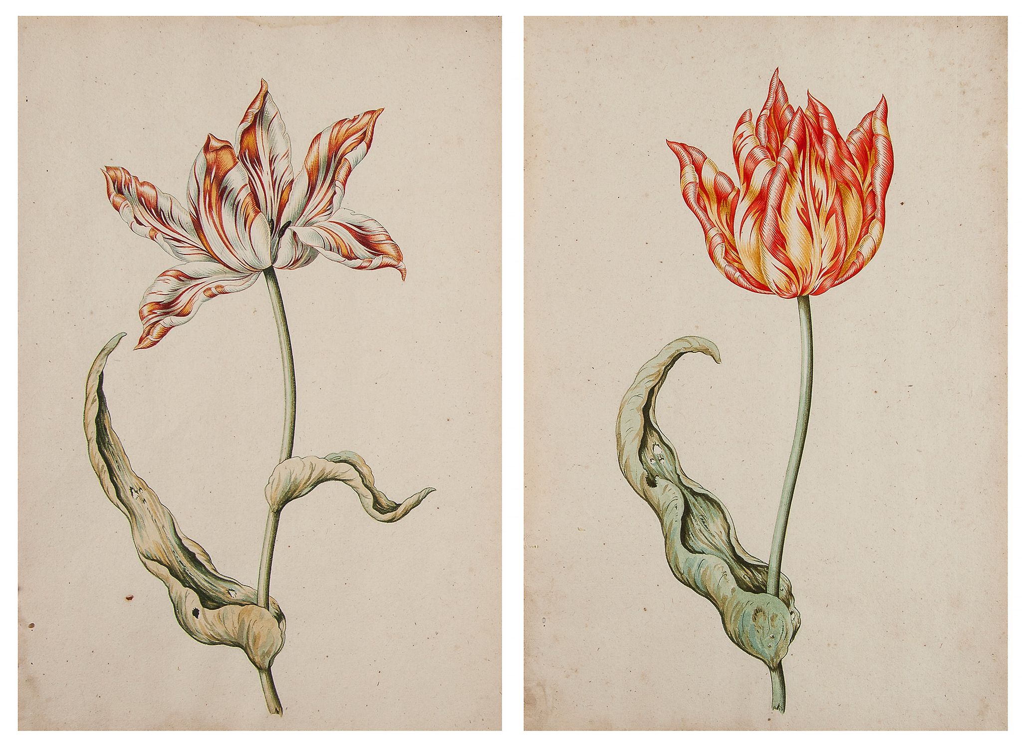 Dutch School (18th century) - White, red and yellow tulip; Red and yellow tulip A pair,