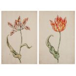 Dutch School (18th century) - White, red and yellow tulip; Red and yellow tulip A pair,