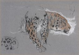 Arthur Wardle (1864-1949) Study of a tiger Coloured chalks on dark grey coloured paper 16cm x 23.5cm