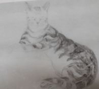 Anne Harriet Fish (1890-1964) 'Tabby Cat' Pencil Unsigned, labelled to reverse  32cm x 38cm