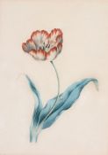 James Holland (1800-1870) - Study of a flower Watercolour over graphite 22.5 x 16 cm. (9 x 6 1/2 in)