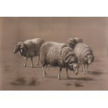 Eugène Verboeckhoven (1799-1881) - Four sheep grazing Charcoal and white chalk on paper Signed and