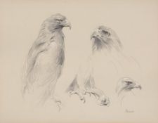 John C. Edwards (20th Century) Study of an eagle Graphite, heightened with white, on light grey