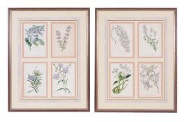 A pair of framed sets of four engravings of flowers,   by S. Holden, 20th century, each frame 70cm.