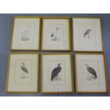 A group of six coloured engravings of birds to include vultures, isis, merlin and purple heron