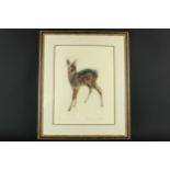 Kurt Meyer-Eberhardt - fawn, colour engraving, signed in pencil and inscribed, 32.5 x 43cm approx.