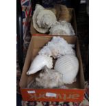 Two boxes of large sea shells including