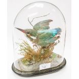 Taxidermy interest, a Kingfisher under d