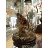 An Edwardian taxidermy, a bird under a glass dome in a naturalistic setting