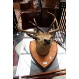 A mounted stags head on oak shield back