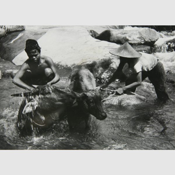 Asien - Indonesien - - Rosskopf, Walter. Sammlung von ca. 240 Original-Photographien aus Indonesien.
