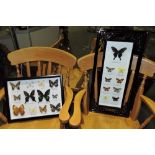 A framed group of 12 butterflies, within