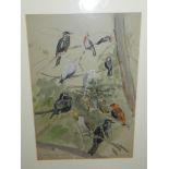 Nicolette Devas (1911-1987), 'Avery Birds', study of songbirds, watercolour on paper, signed,