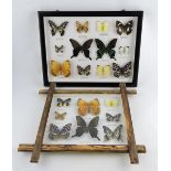 A framed group of 12 butterfly, together