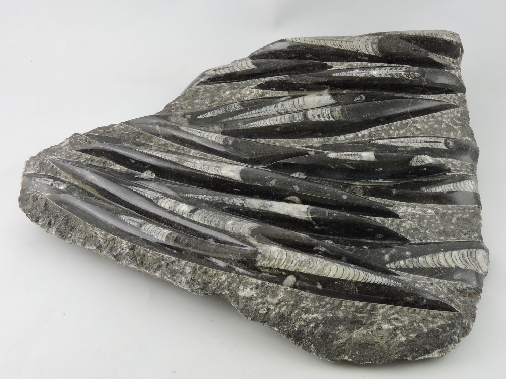 A collecion of fossilized belemnites in one slab, of rough hewn with polished sections, W. 43cm.