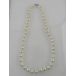 A string of pearls with a white metal clasp.