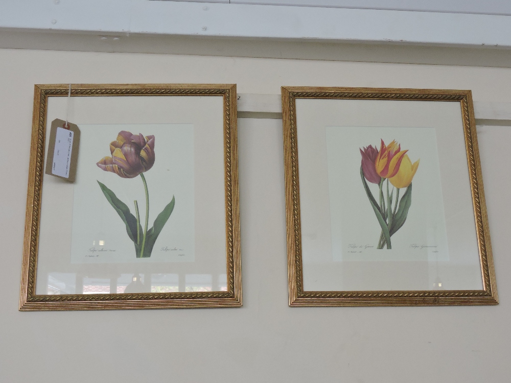 A pair of Redoute prints , studies of tulips, 27cm x 22cm.
