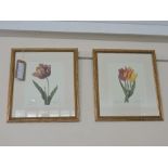 A pair of Redoute prints , studies of tulips, 27cm x 22cm.