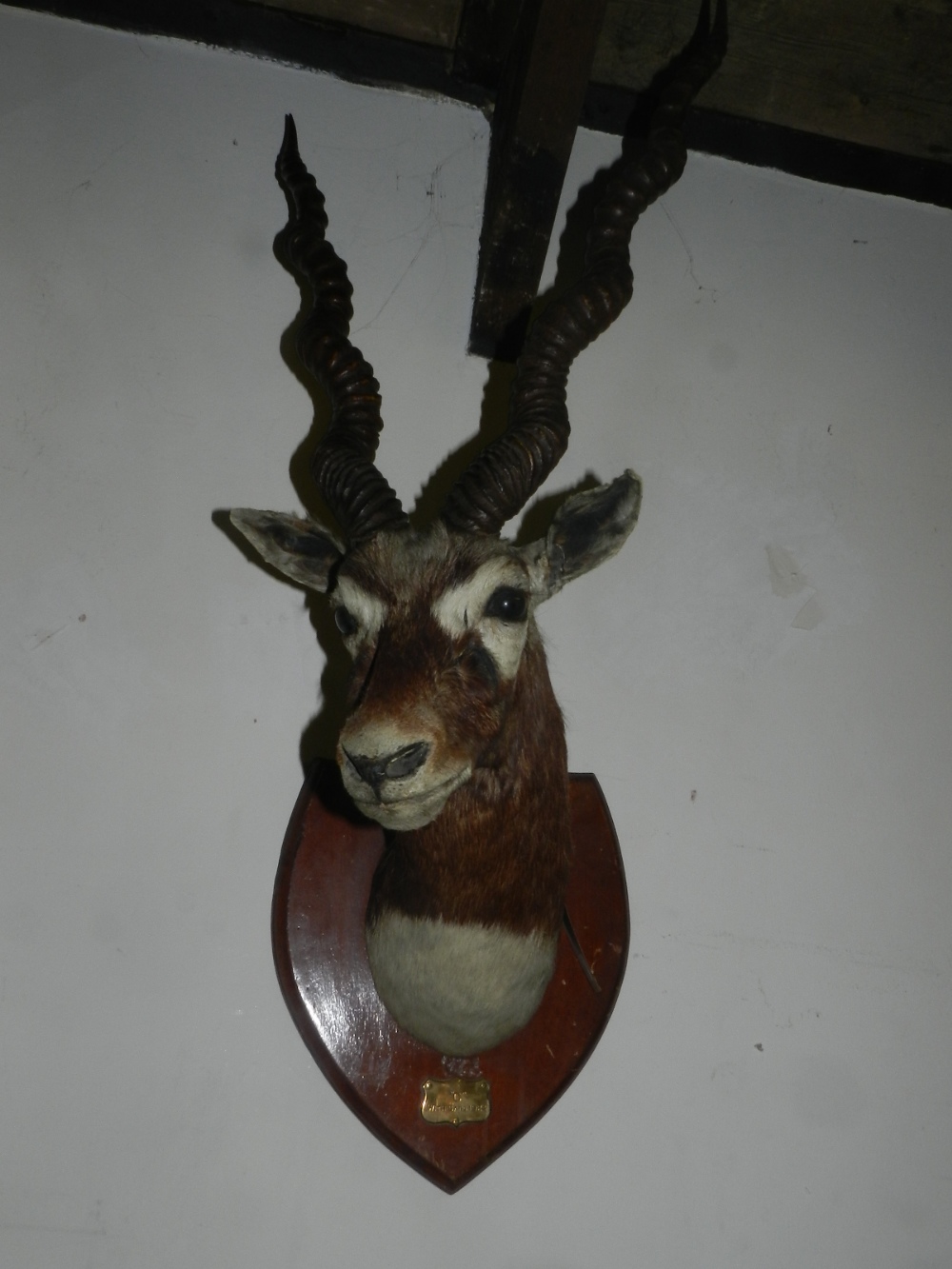 A taxidermy head of an impala, mounted on a shield.