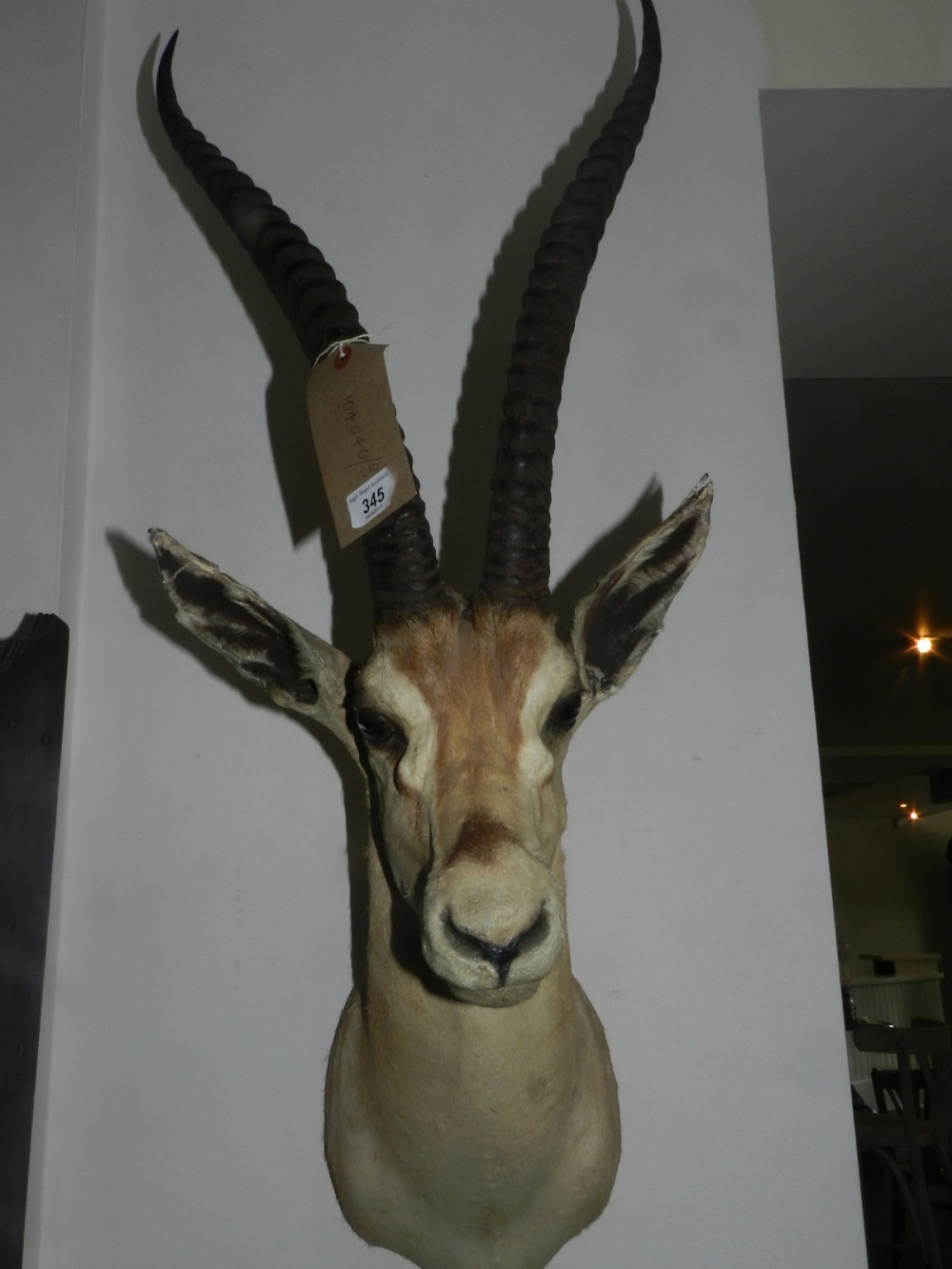 A taxidermy head of an impala.