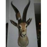 A taxidermy head of an impala.