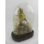 A Victorian taxidermy study of a green finch, mounted within a glass dome. H.